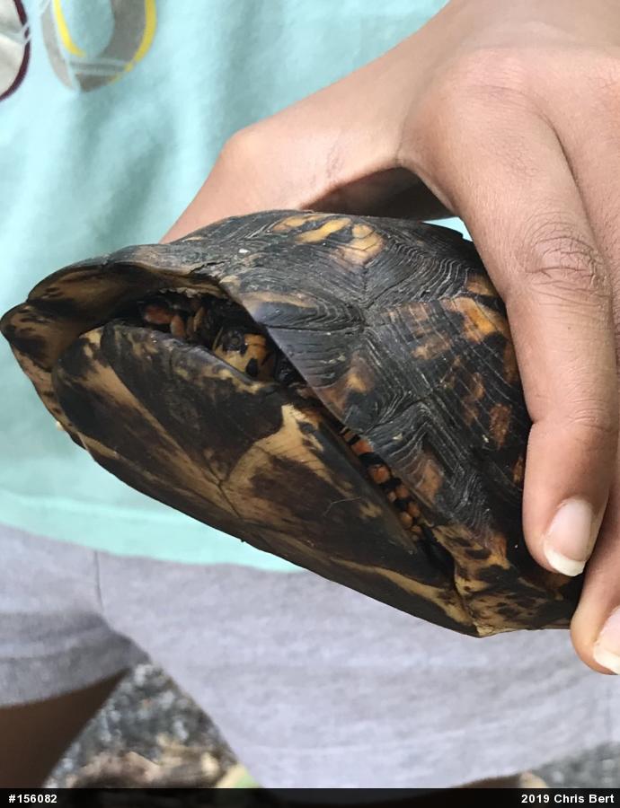Eastern Box Turtle