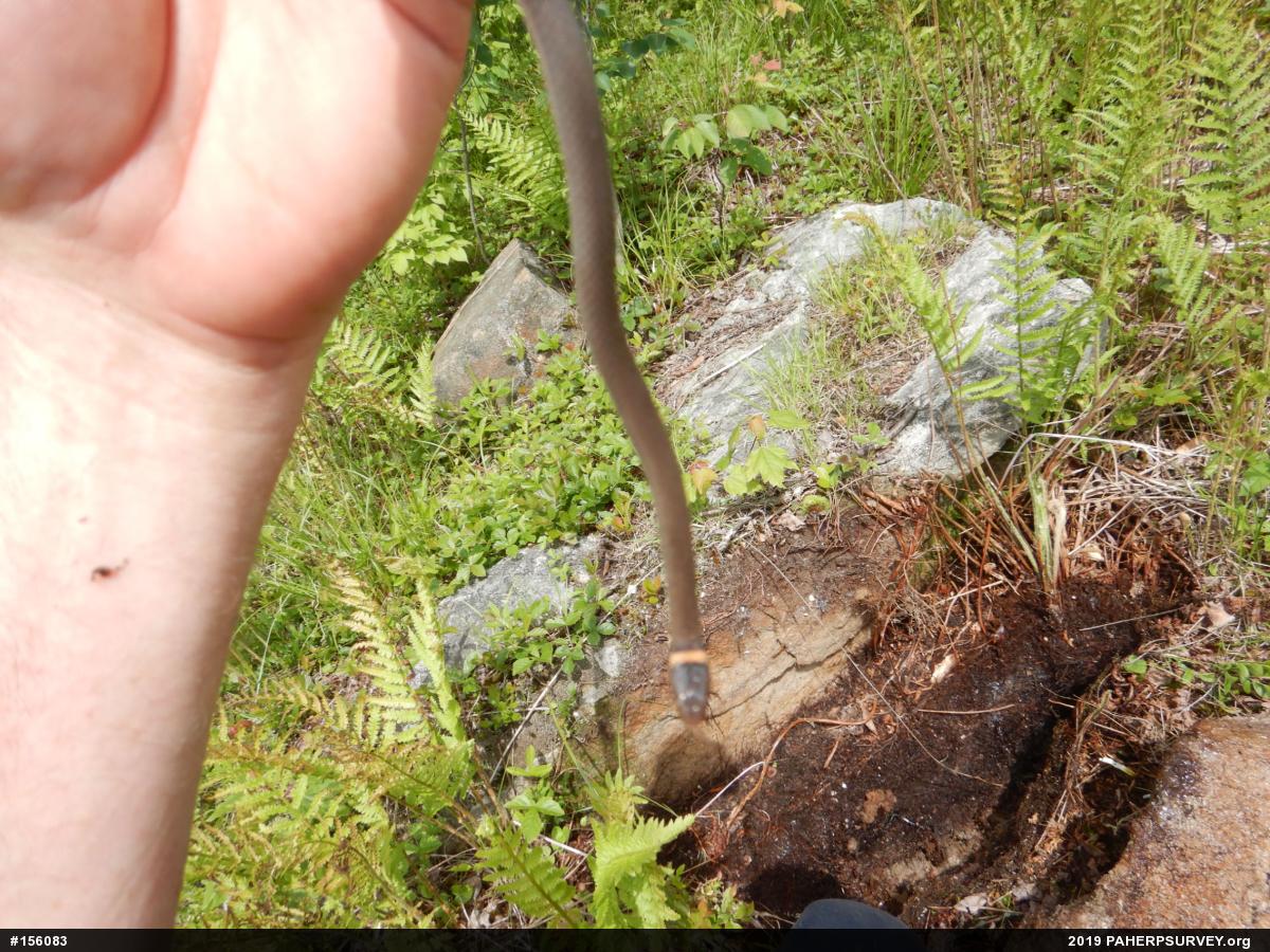 Northern Ring-necked Snake