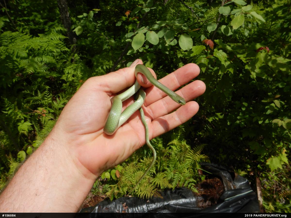 Smooth Greensnake