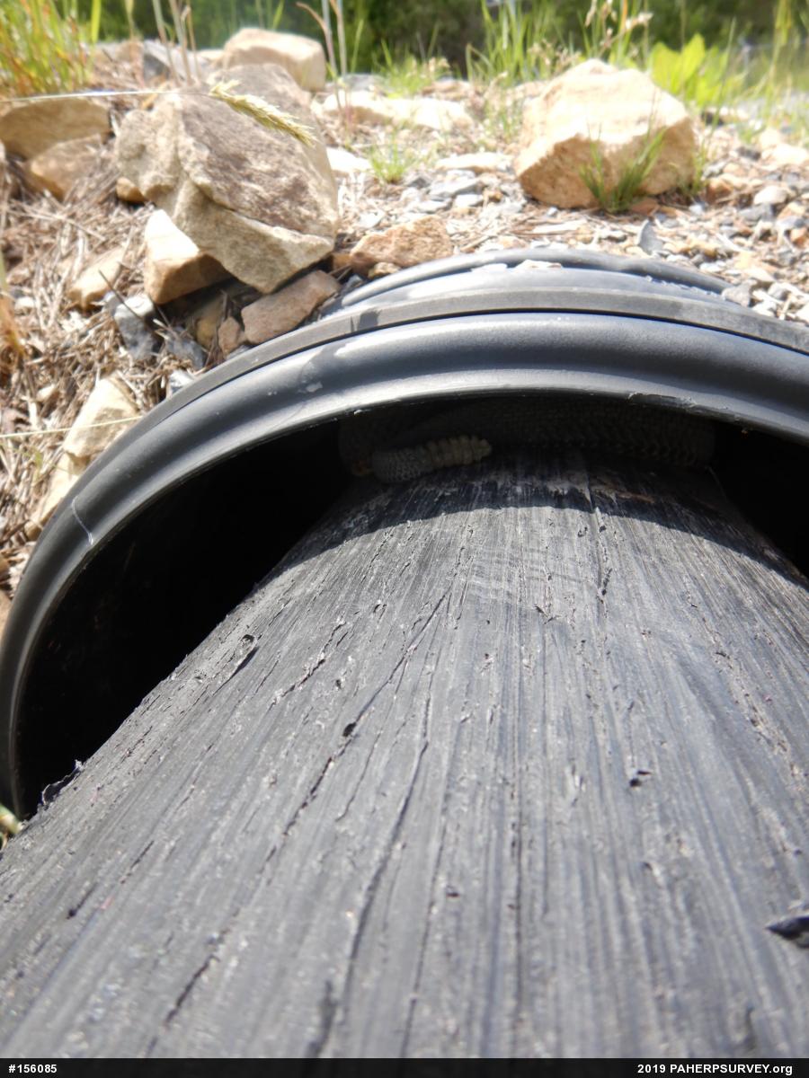 Timber Rattlesnake