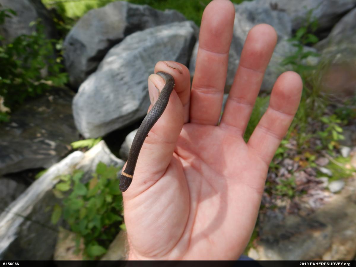 Northern Ring-necked Snake