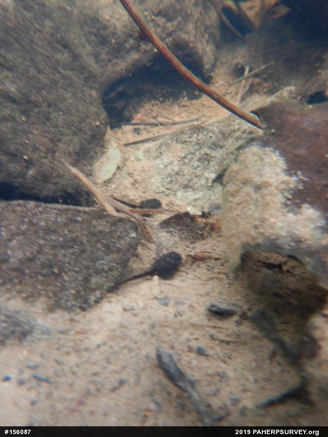 Eastern American Toad