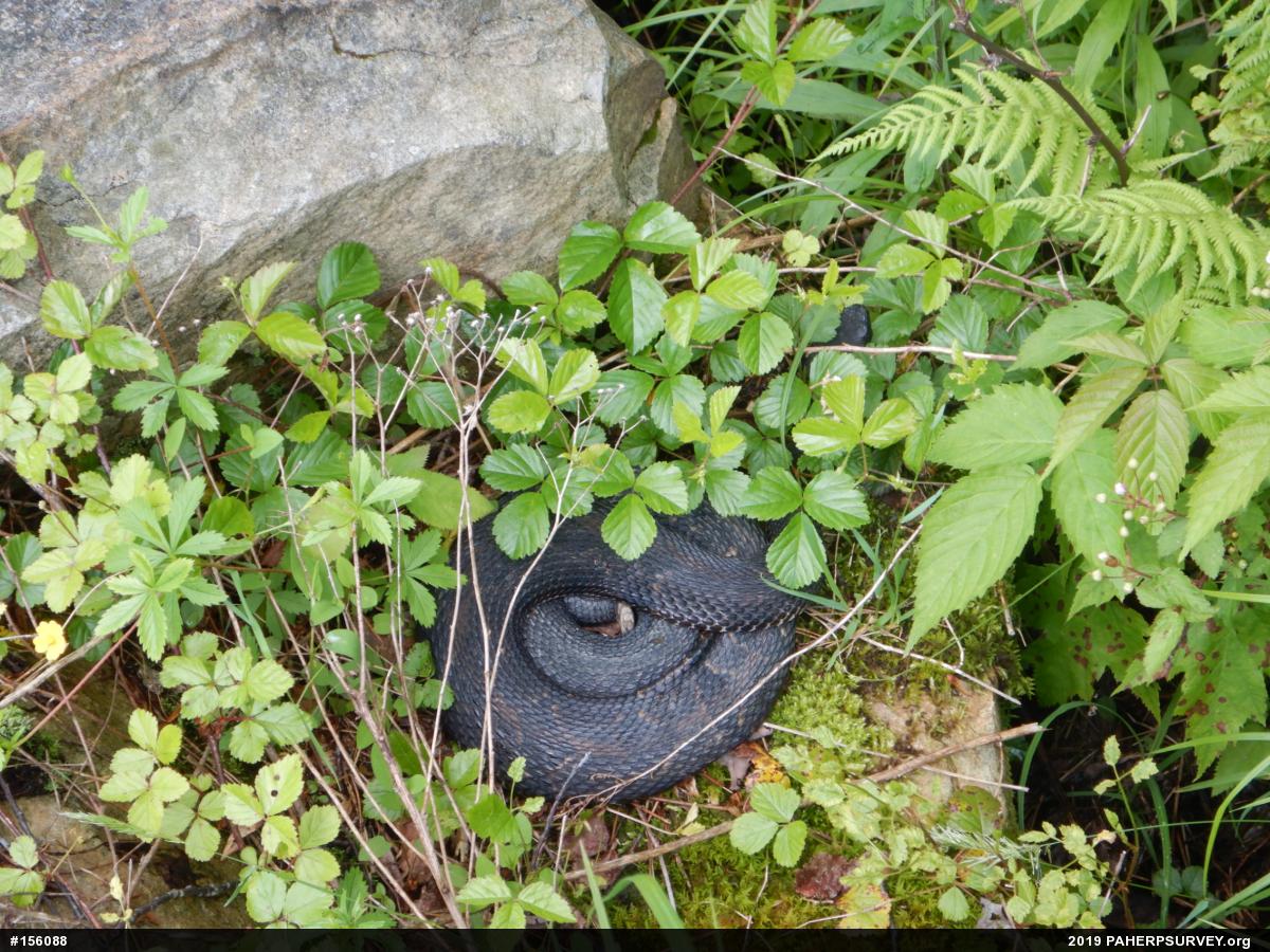 Timber Rattlesnake