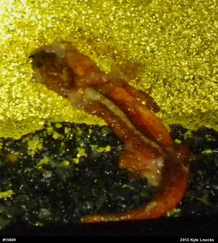 Red-spotted Newt