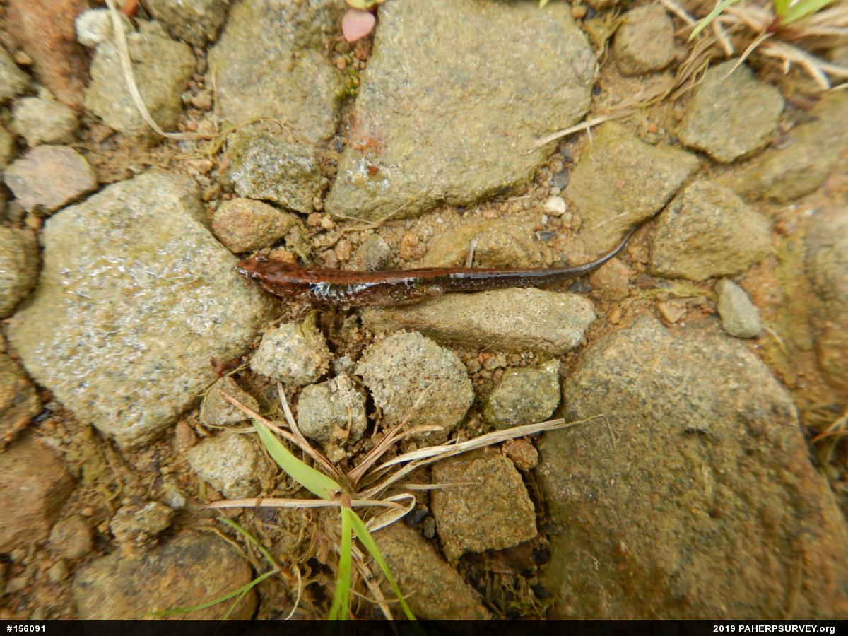 Allegheny Mountain Dusky Salamander