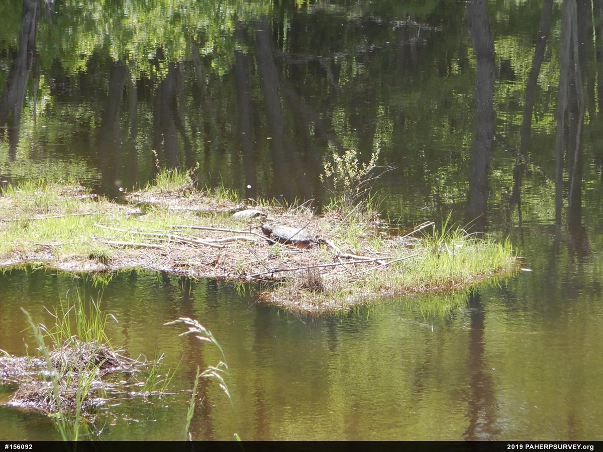 Snapping Turtle