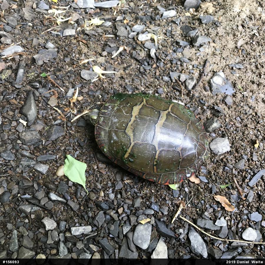 Painted Turtle
