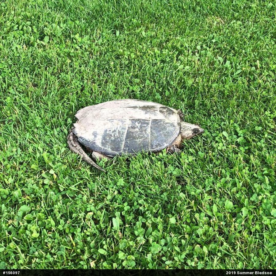 Snapping Turtle