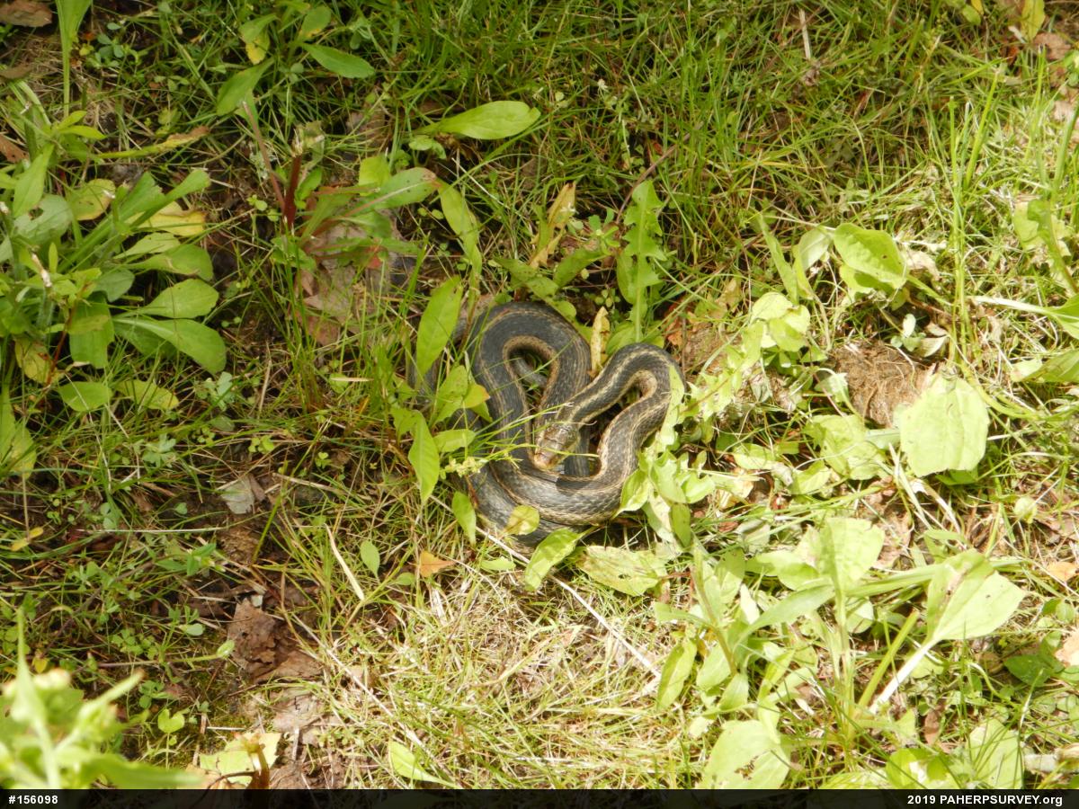 Eastern Gartersnake