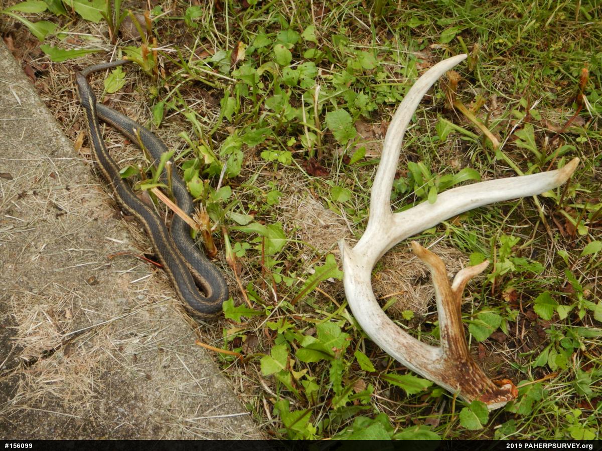 Eastern Gartersnake