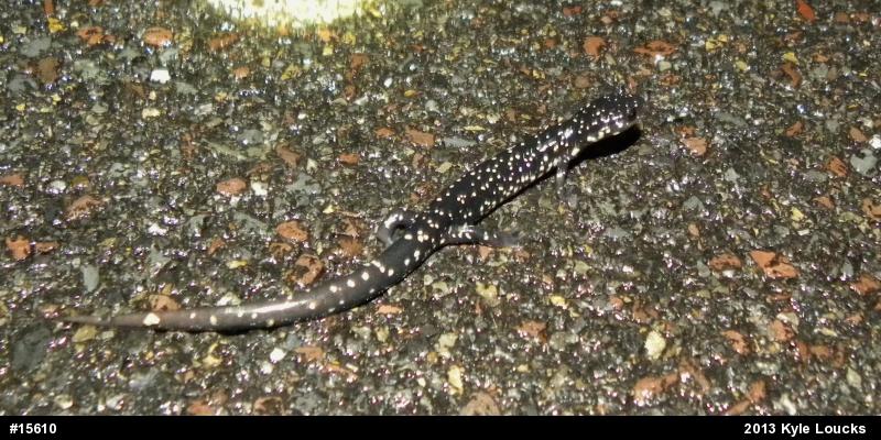 Northern Slimy Salamander