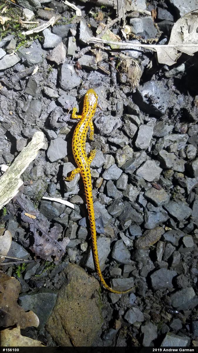 Eastern Long-tailed Salamander