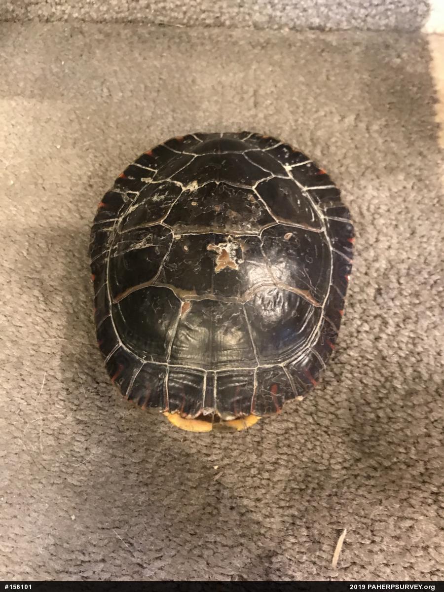 Painted Turtle