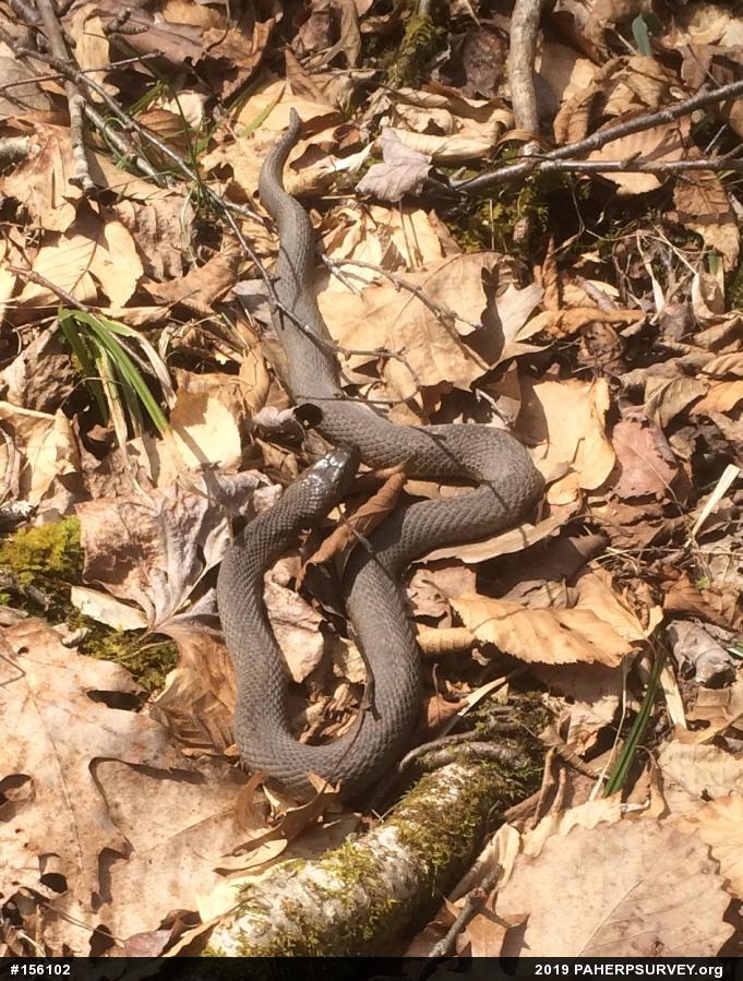 Northern Watersnake