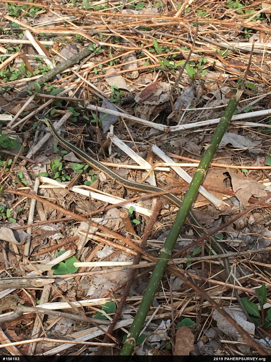 Eastern Gartersnake