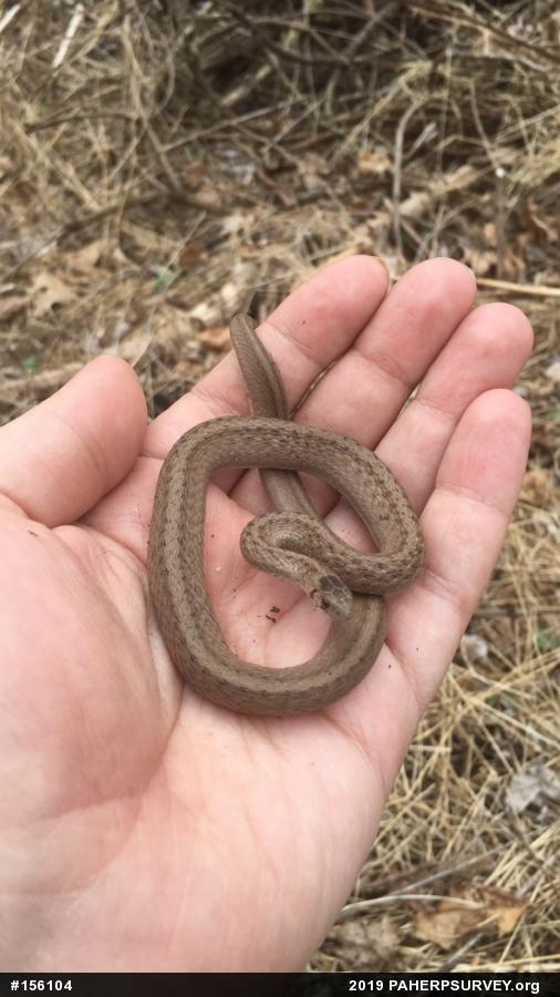 Dekay's Brownsnake