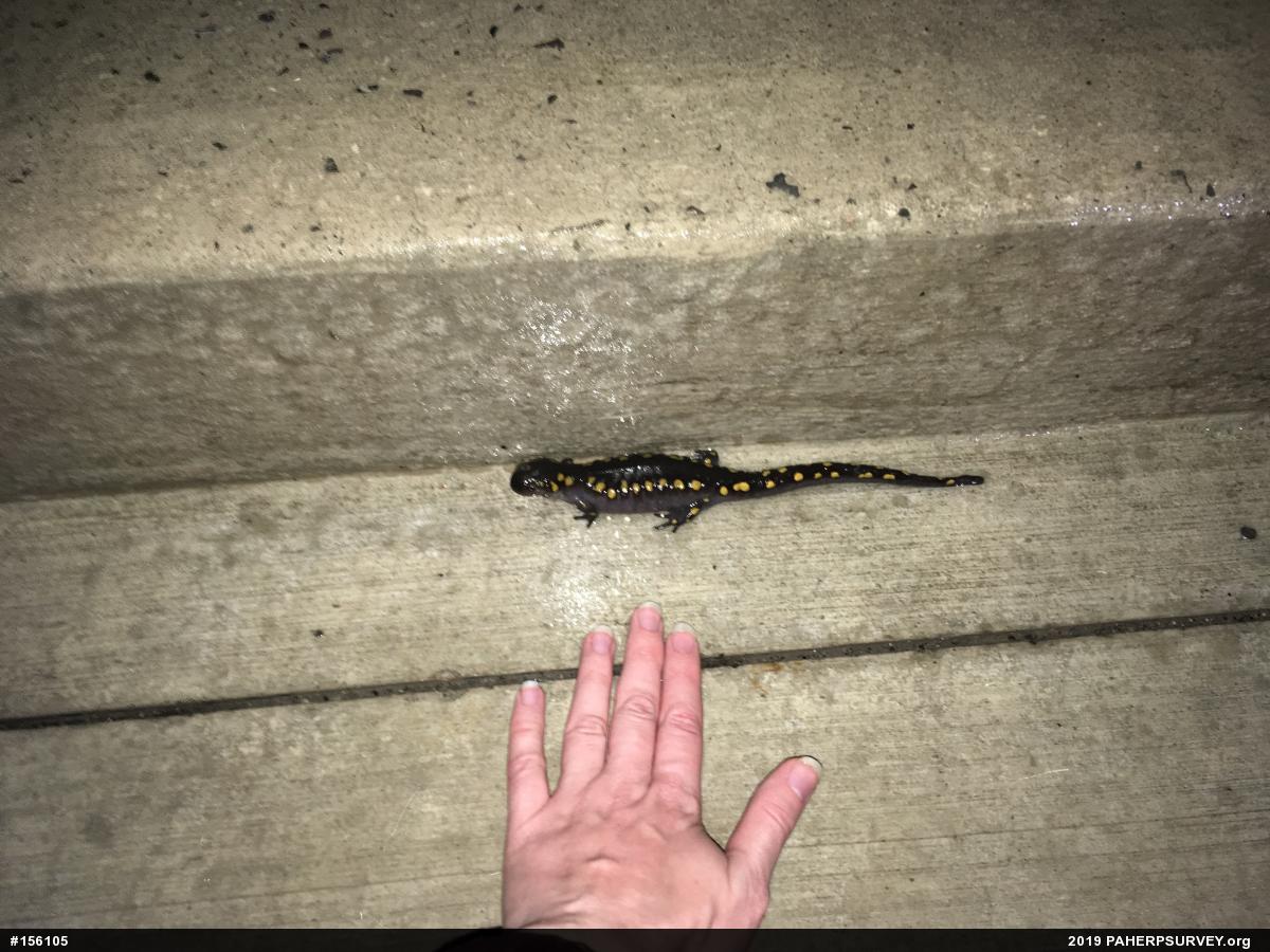 Spotted Salamander