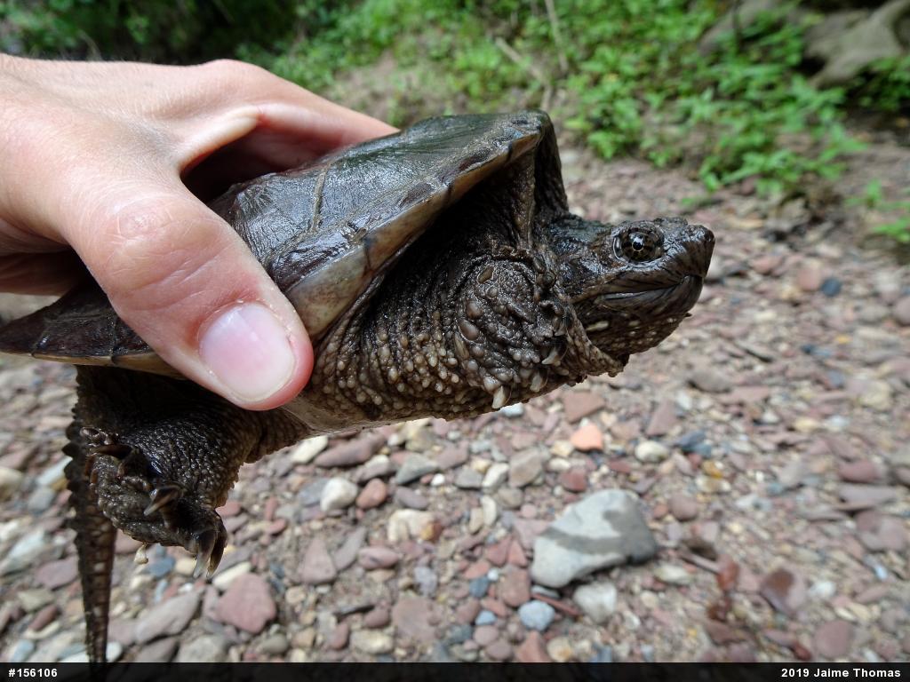 Snapping Turtle