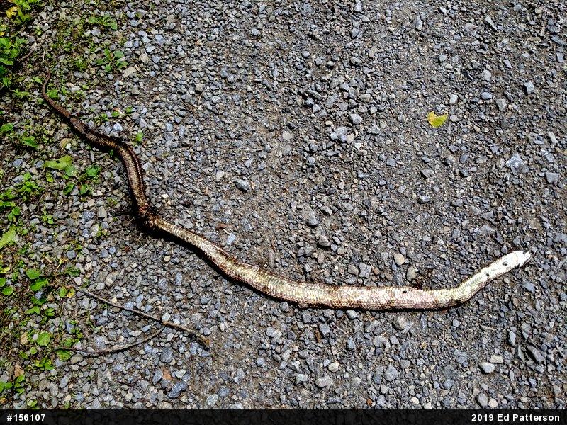 Eastern Ratsnake