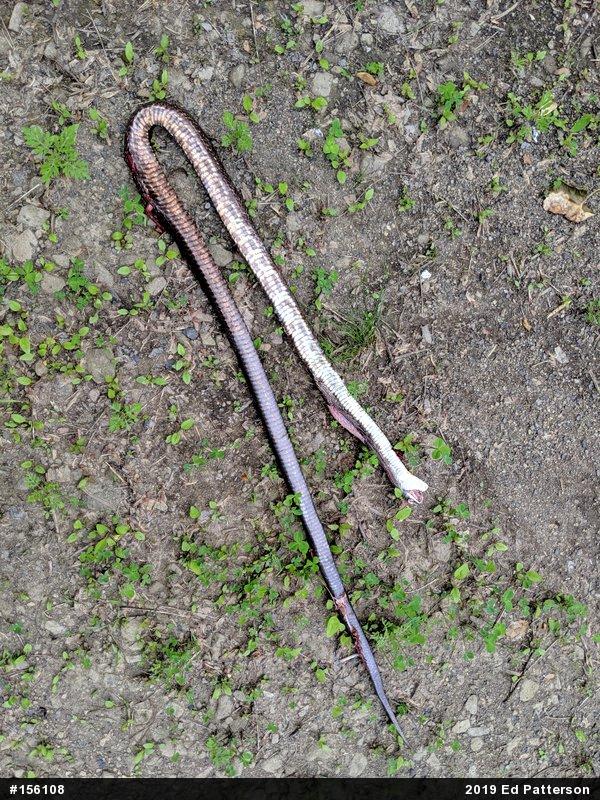 Eastern Ratsnake