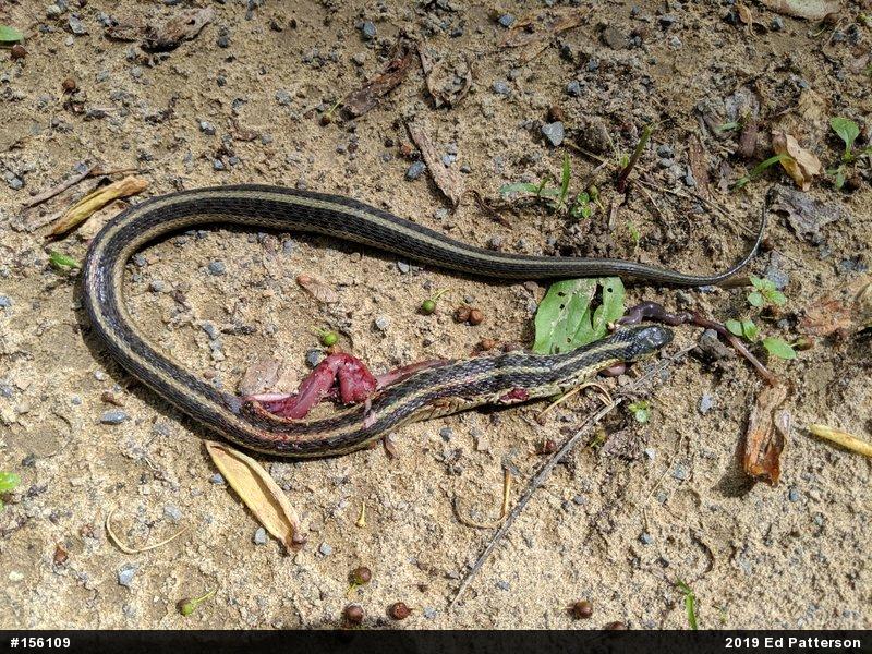 Eastern Gartersnake