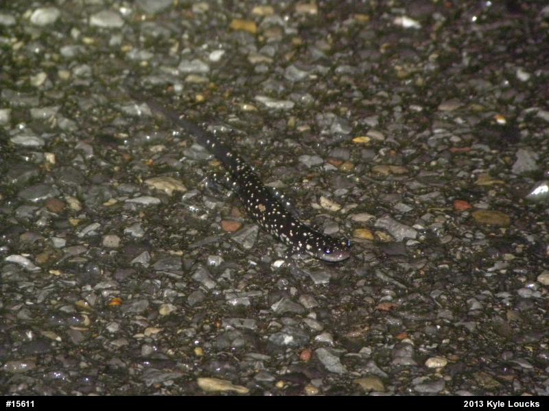 Northern Slimy Salamander