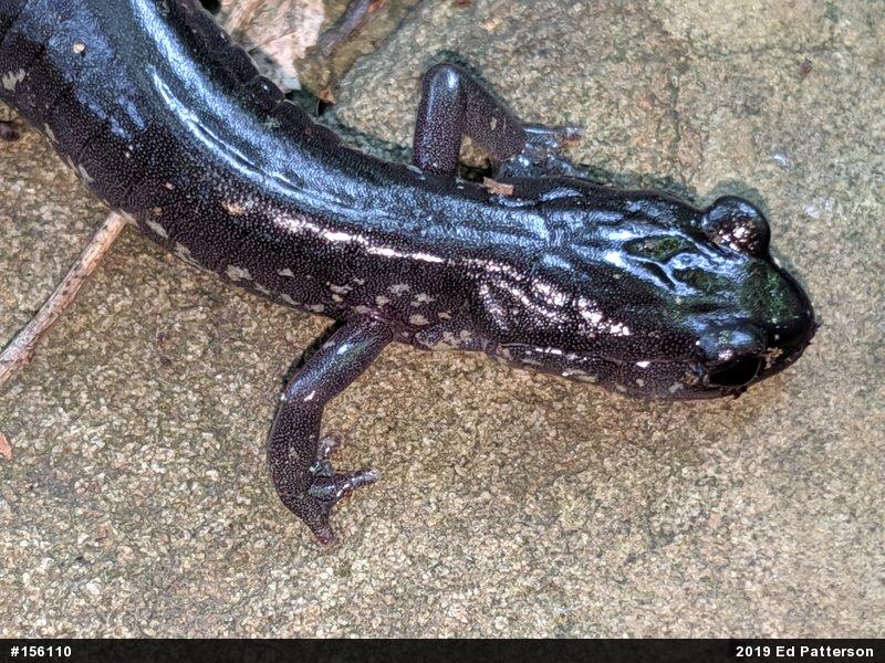 Wehrle's Salamander