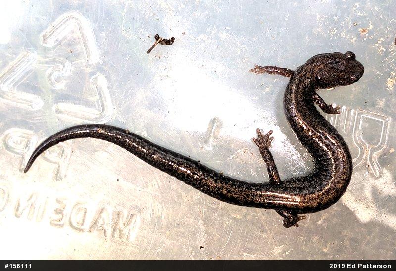 Valley And Ridge Salamander