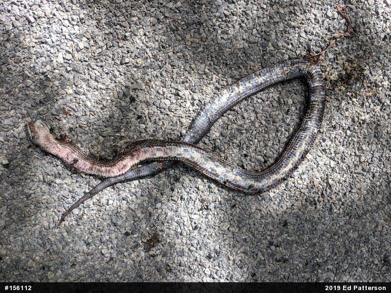 Eastern Ratsnake