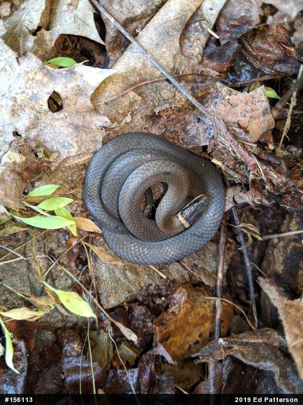 Northern Ring-necked Snake