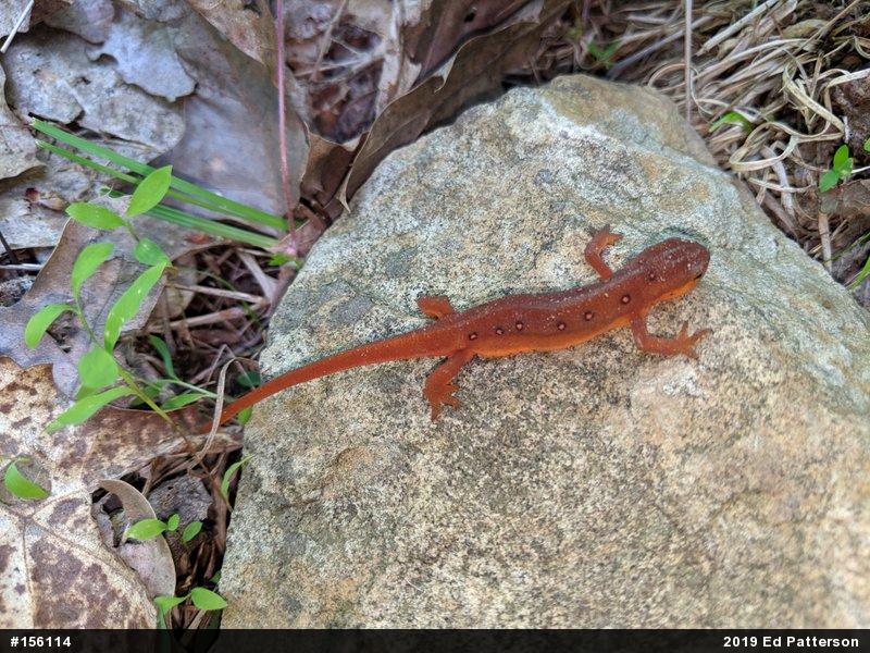 Red-spotted Newt