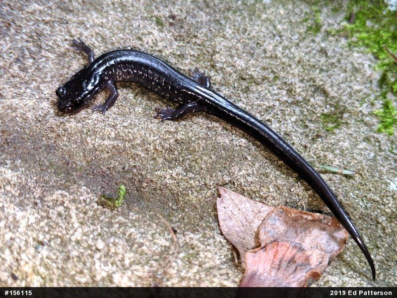 Wehrle's Salamander