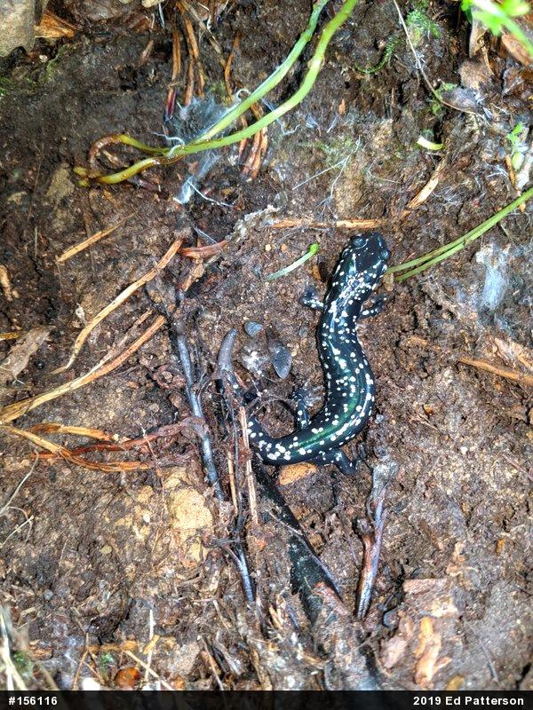 Northern Slimy Salamander