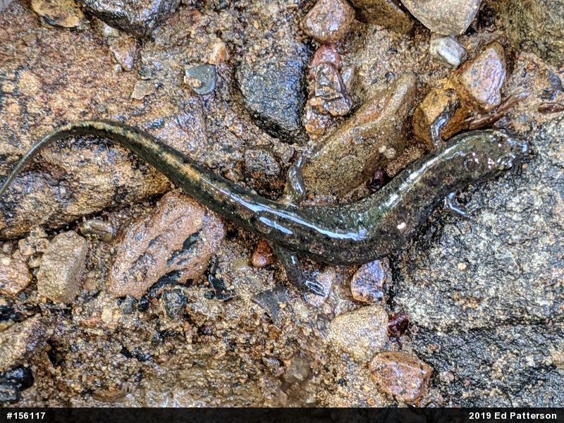 Northern Dusky Salamander