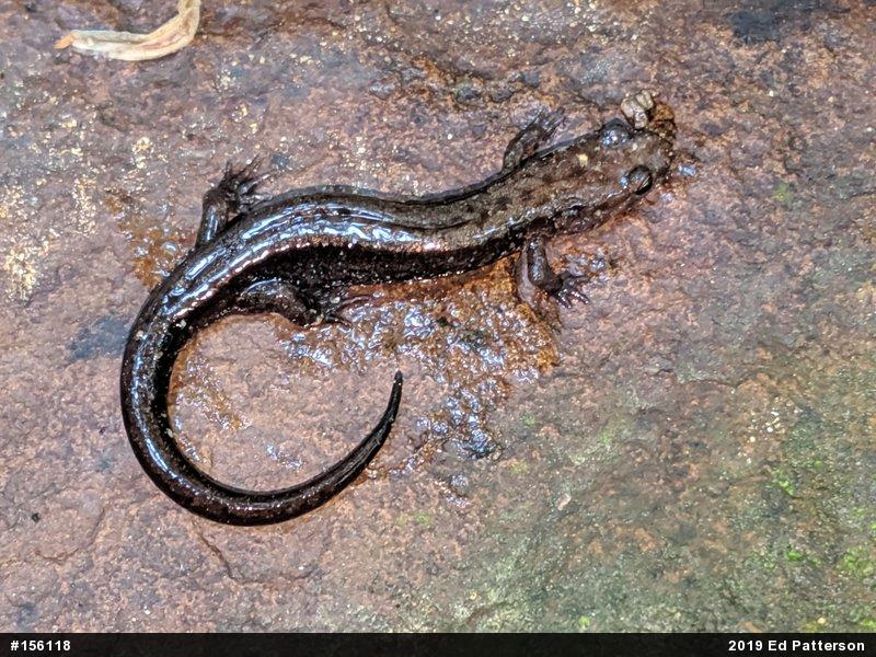 Allegheny Mountain Dusky Salamander
