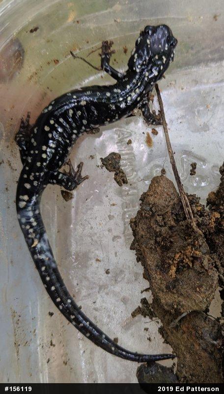 Northern Slimy Salamander