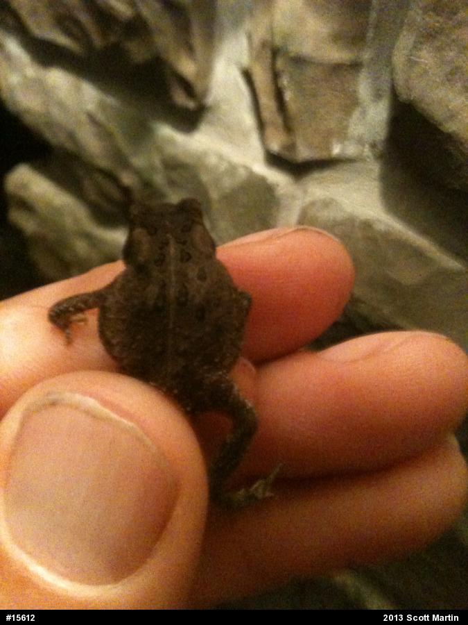 Eastern American Toad