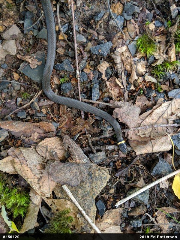Northern Ring-necked Snake