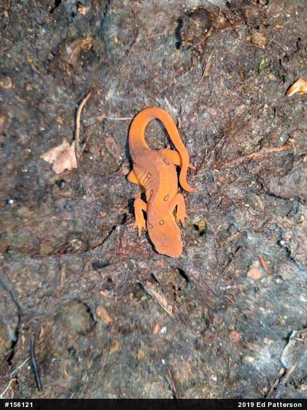 Red-spotted Newt