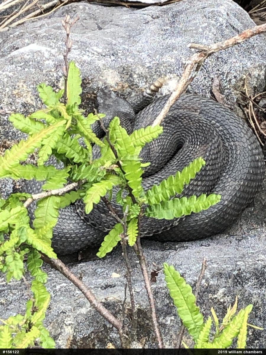 Timber Rattlesnake