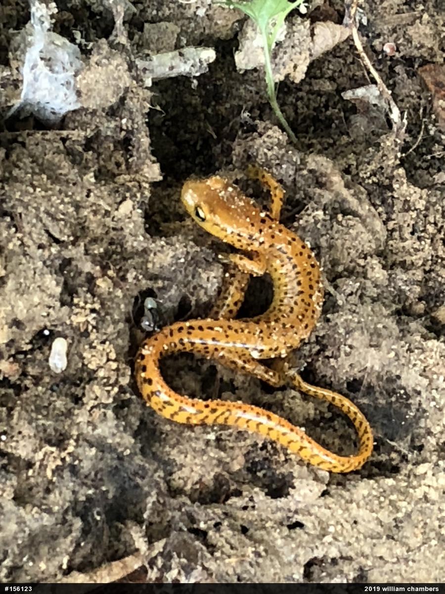 Eastern Long-tailed Salamander