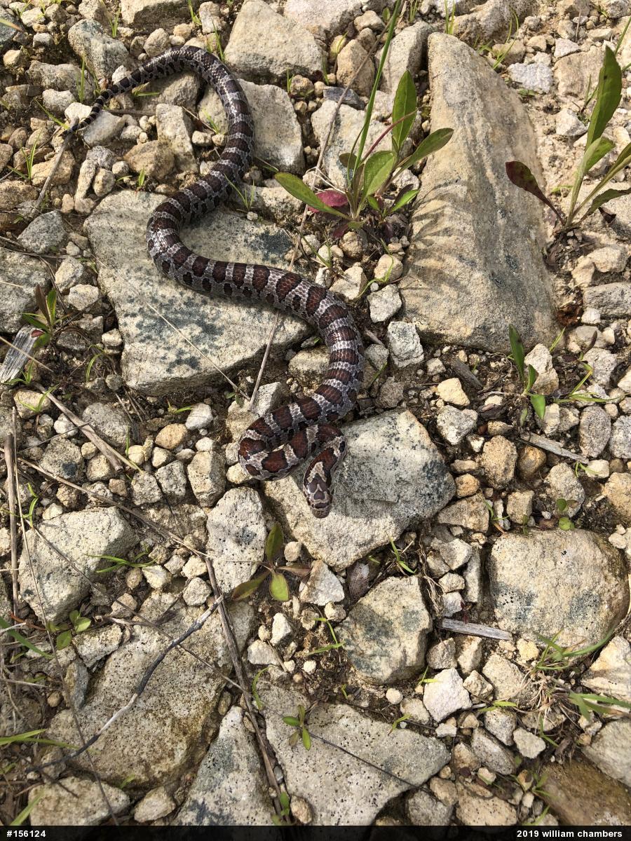 Eastern Milksnake