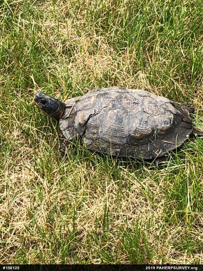 Wood Turtle