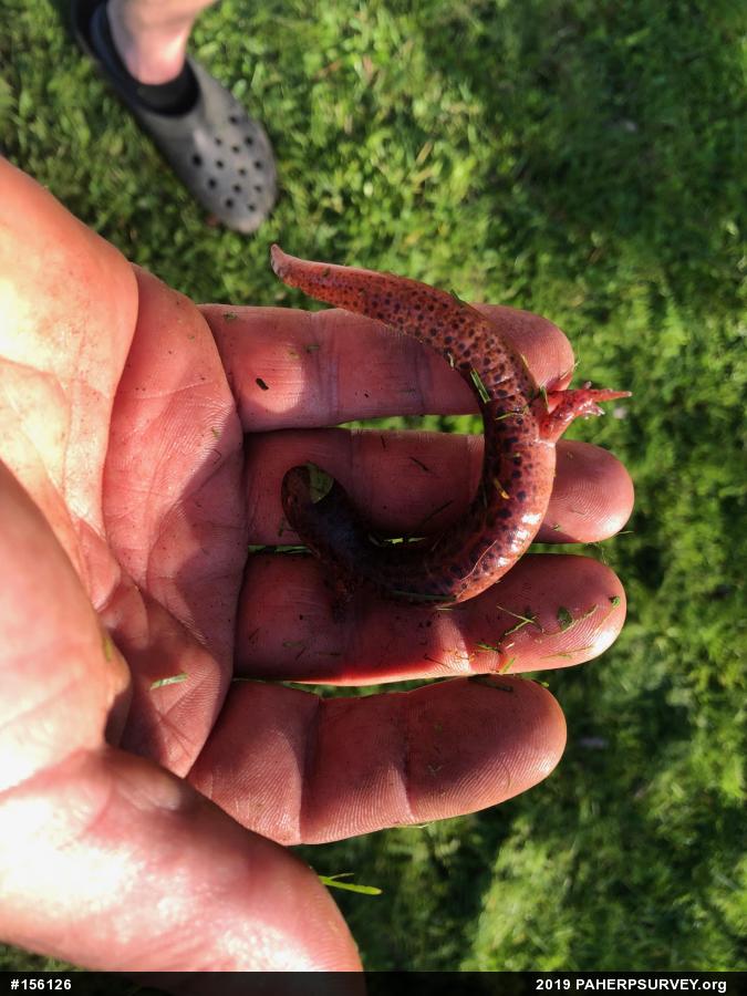 Northern Red Salamander