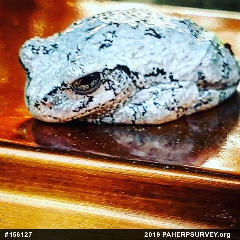 Unknown Gray Treefrog