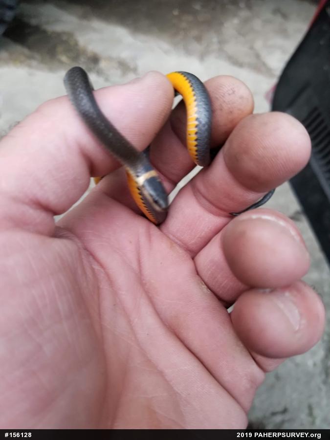 Northern Ring-necked Snake