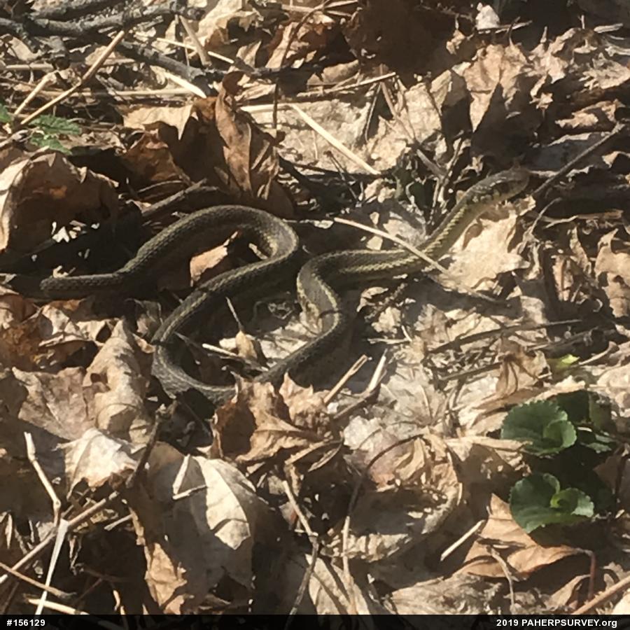 Eastern Gartersnake