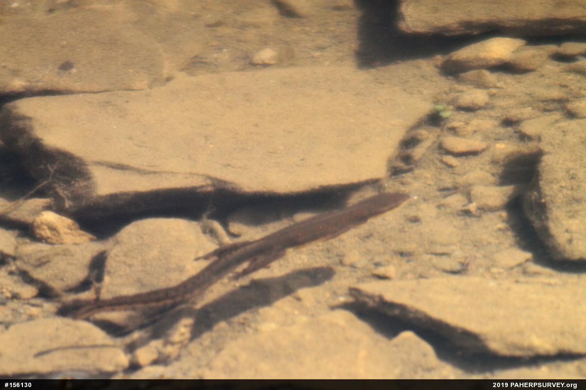 Red-spotted Newt