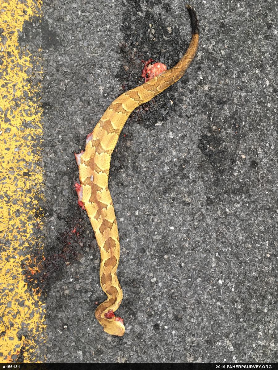 Timber Rattlesnake