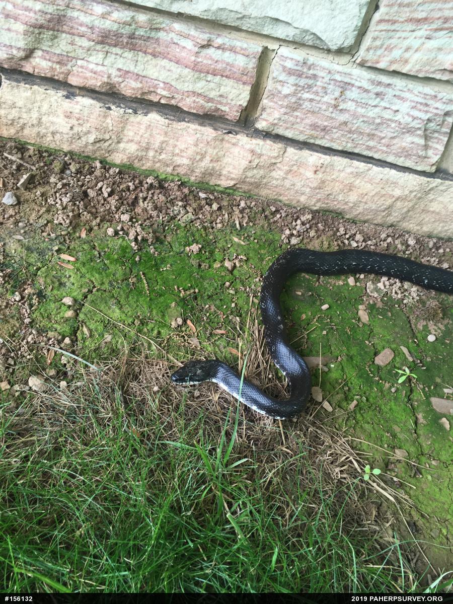 Eastern Ratsnake